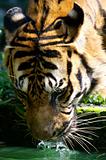 Malaysian Tiger