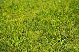 Lush Green Backlit Grass
