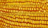 Closeup of yellow corn