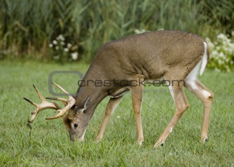 Whitetail Deer Buck (Odocoileus virginianus)