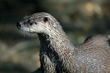 Northern River Otter (Lontra canadensis)