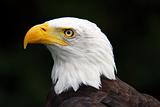 American Bald Eagle (Haliaeetus leucocephalus)