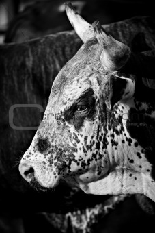 rodeo bull b&w