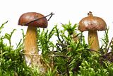 Autumn scene - two mushrooms