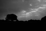 Black and white Hampstead heath, light shaft