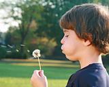 Boy Blowing Seeds