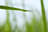 green grass with waterdrop and shallow depth of field