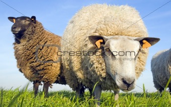 Sheep on grass looking at the lens
