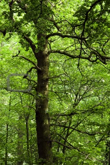Tree in lush green forest