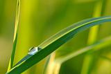 waterdrop on grass and shallow depth of field