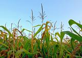 corn field up close