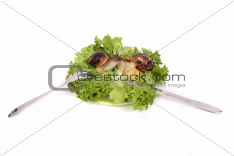 snails as dinner