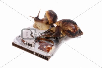 snails and data