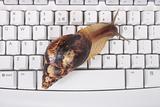 snail and keyboard