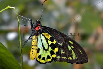green and black butterfly