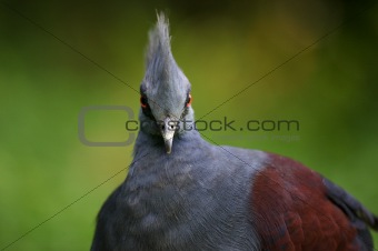 Victorian Crowned Pigeon