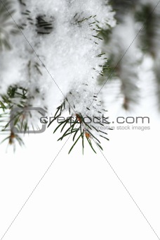 Snowy spruce branches