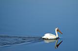 Lonely white pelican on calm lake