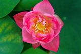 Top view of lotus flower