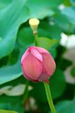 Lotus bud and seed
