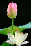 Lotus flower over black