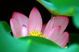 Lotus flower behind leaves