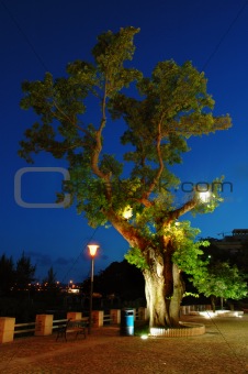 Tree at evening