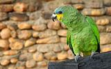 Green yellow parrot