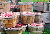 Apples in bushels