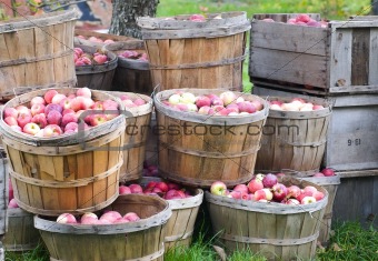Apples in bushels