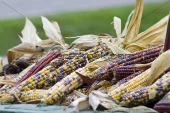 Colourful indian corn