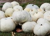 Odd white pumpkins