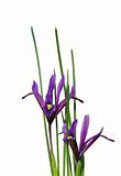 Dwarf iris (Iris reticulata)