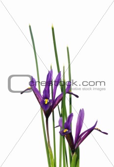 Dwarf iris (Iris reticulata)