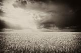 Rain over wheat field in retro style 