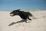 Black dog at the beach