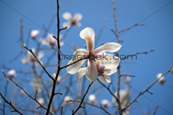 Magnolia flowe