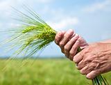 Farmer hand keep green wheat spikelet. 