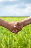Farmers handshake in green wheat field. 