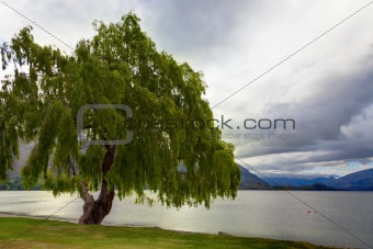Lakeside Tree