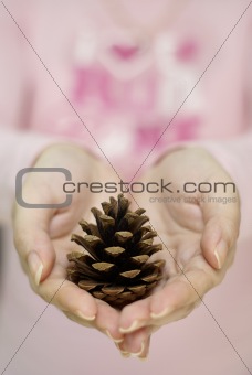 Pine cone in female hands