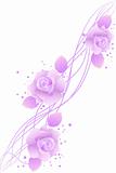 violet roses