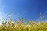 green grass under sky