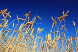 stems of the wheat under sky