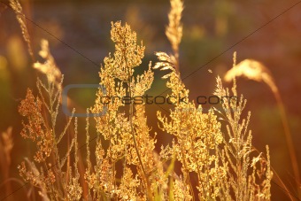 stems of autumn grass