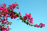 blossom branch with pink flowers