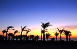 palm trees and sea before sunrise