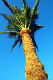 palm tree under blue sky