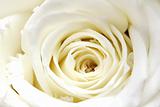 white rose petals close-up 