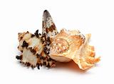 group of seashells